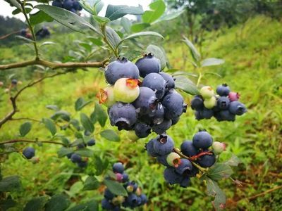 貴在公開促發(fā)展——貴州巧用展會(huì)打通農(nóng)產(chǎn)品銷路提升品牌影響力