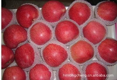 供應(yīng)嘎啦蘋果 品質(zhì)優(yōu)良，產(chǎn)地直供